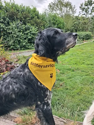 Cotton Bandanas - Dog rescue charity walk - great quality bandanas