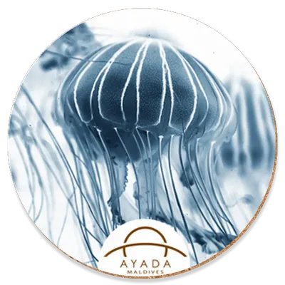 Round - Custom Stickers Now