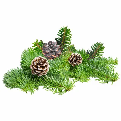 Pine - Custom Stickers Now