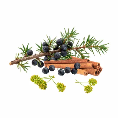 Juniper Berry - Custom Stickers Now