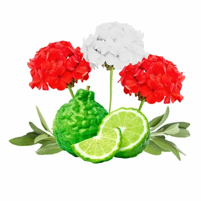 Cedar & Geranium - Custom Stickers Now