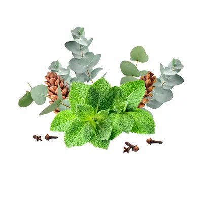 Eucalyptus & Mint - Custom Stickers Now